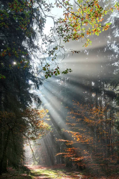 Deus Vigas Raios Raios Sol Floresta Manhã Cedo — Fotografia de Stock