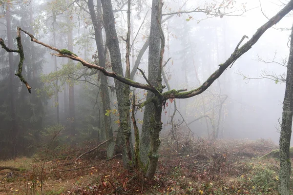 Nebbia Nella Foresta Autunno Vecchio Albero Foresta Infestata — Foto Stock