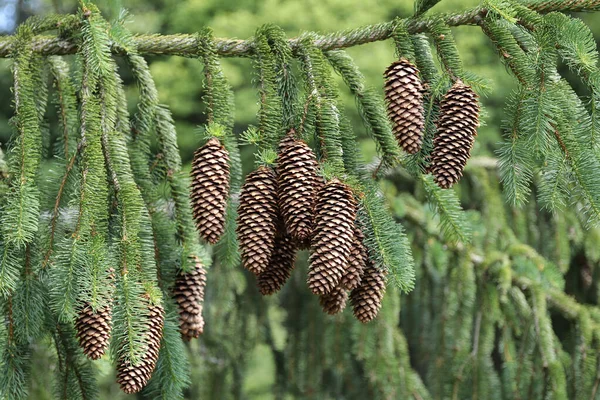 Detalhe Dos Cones Abeto Cones Pinho — Fotografia de Stock