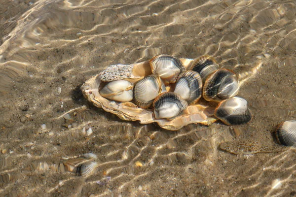 Common cockles underwater on seabed - species of edible saltwater clams