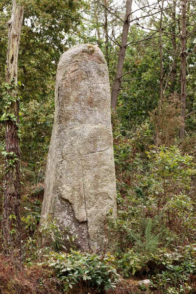 Lone Menhir Forest Erdeven Brittany France — Stock Photo, Image