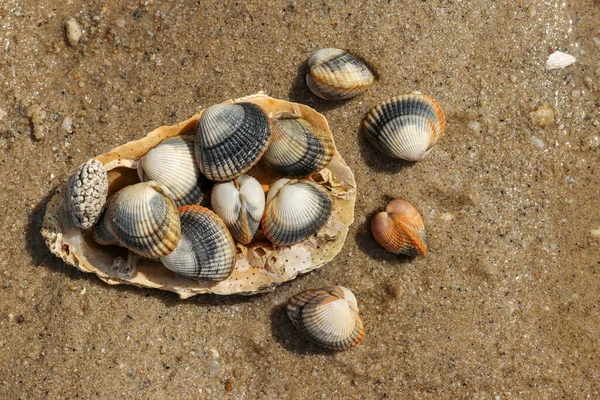 Common Cockles Species Edible Saltwater Clams — Stock Photo, Image