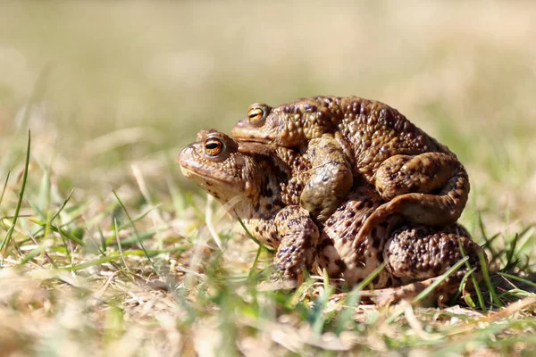 草场繁殖中的一对褐色青蛙的细节 — 图库照片