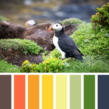 Puffins and color Palette clipart
