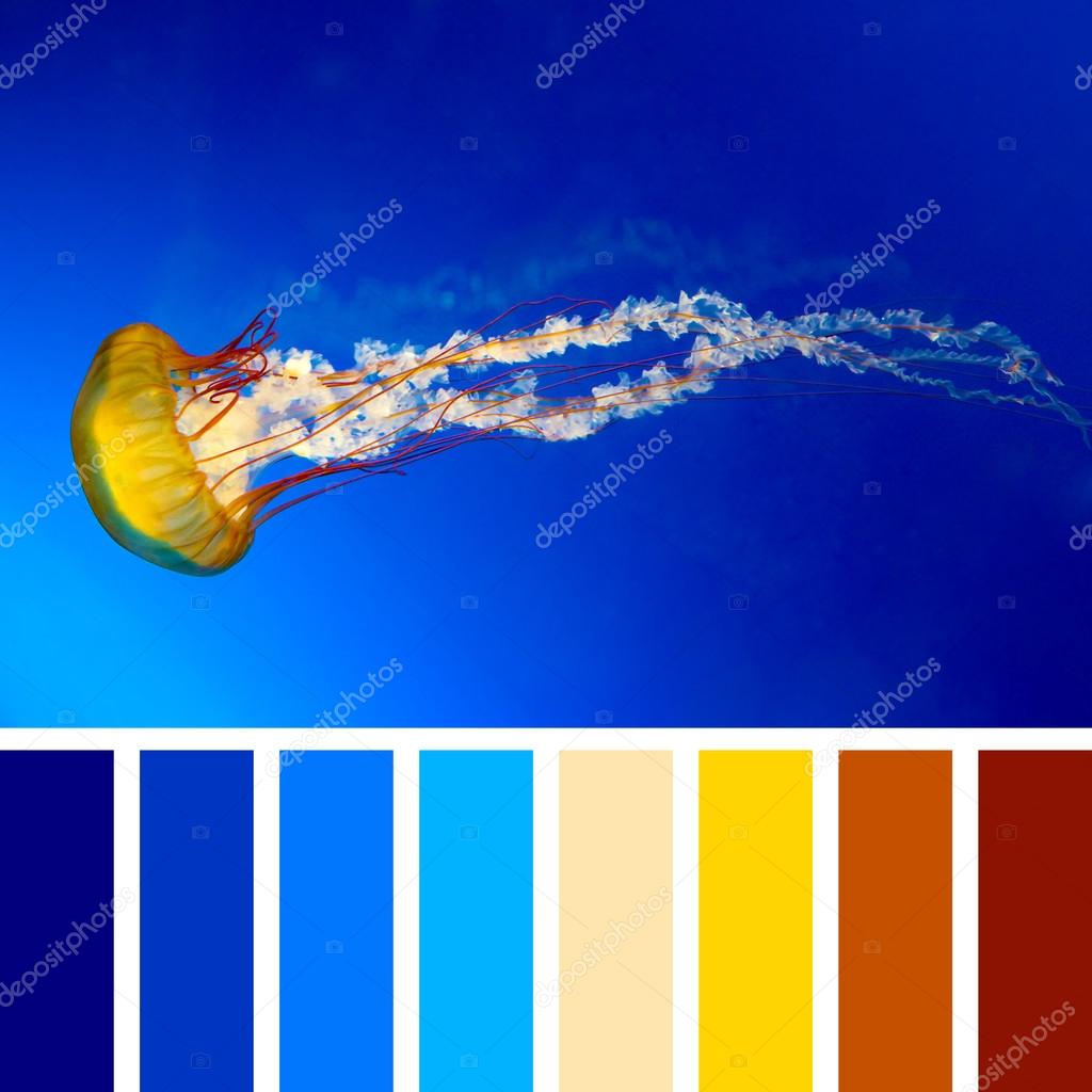 Pictures jellyfish to color Jellyfish and color palette — Stock