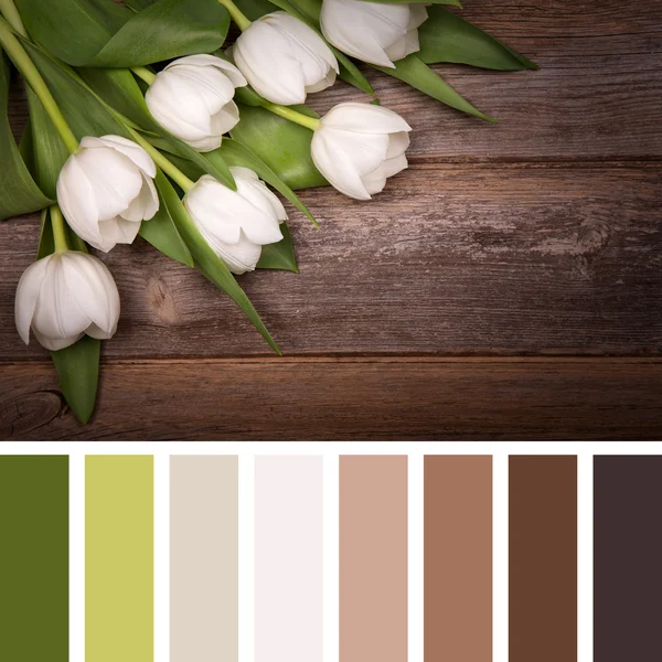 White tulip palette — Stock Photo, Image