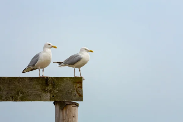 Paar van meeuwen op heldere hemel — Stockfoto