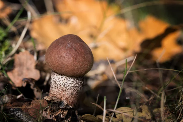 Cep mushroom close up — Stock Photo, Image