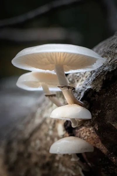 Porcelain fungus close up — Stock Photo, Image