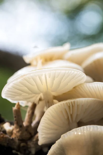 Porcelain fungus close up — Stock Photo, Image