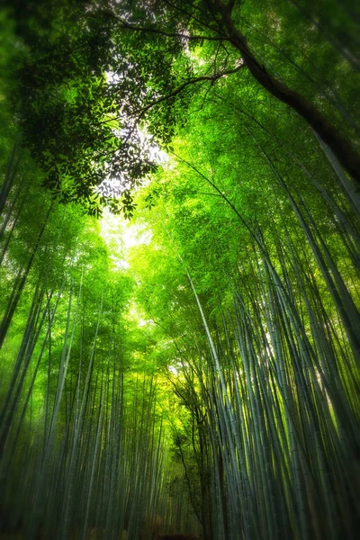 Forêt de bambous, Kyoto — Photo