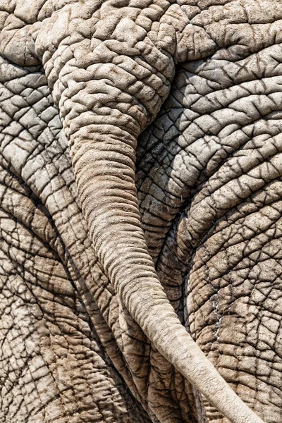 Queue d'éléphant gros plan — Photo