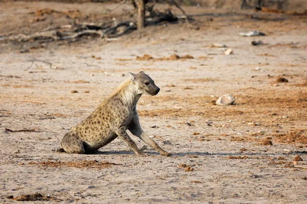 Sentado hiena vista — Fotografia de Stock