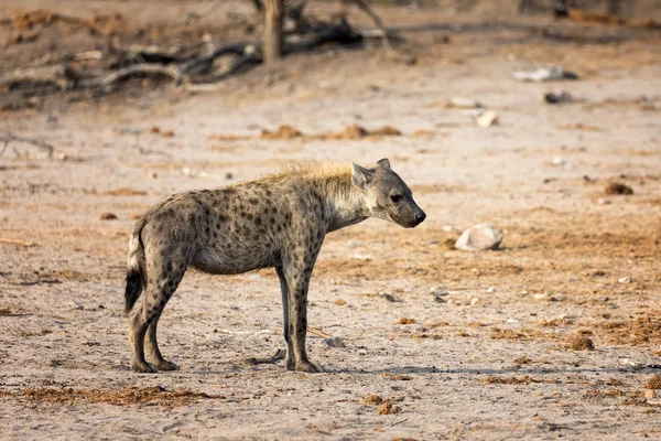 Standing hyena view — Stock Photo, Image