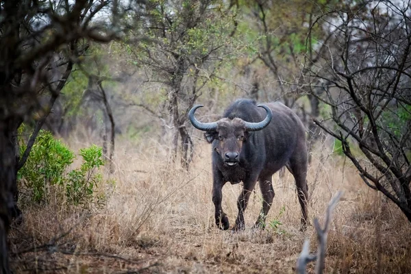 Cape buffalo na Polanie — Zdjęcie stockowe