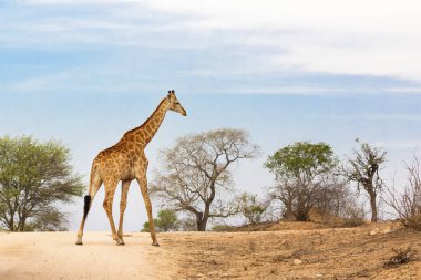 South African giraffe clipart