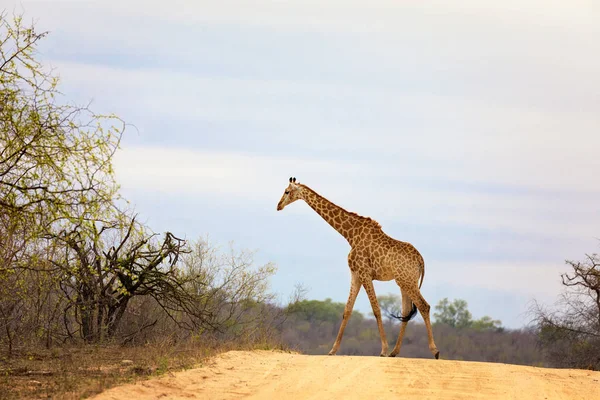 South African Giraffe — Stock Photo, Image