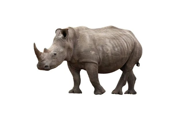 Взрослый носорог, вид сбоку — стоковое фото
