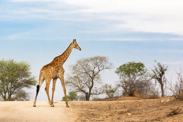 South African giraffe — Stock Photo, Image