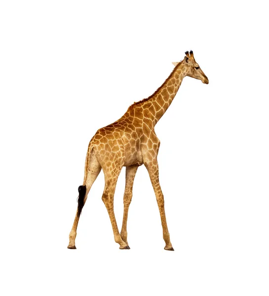Южноафриканский жираф — стоковое фото