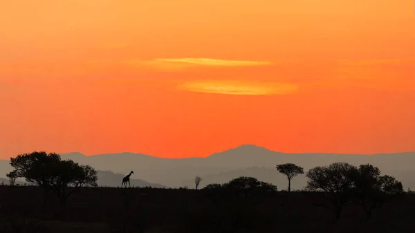 Sunset over the savannah — Stock Photo, Image