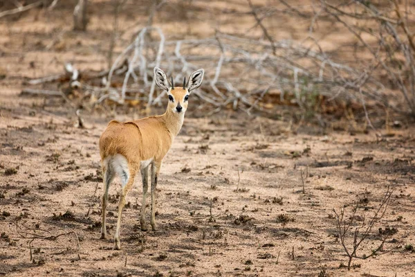 Steenbok adulto en Kruger — Foto de Stock