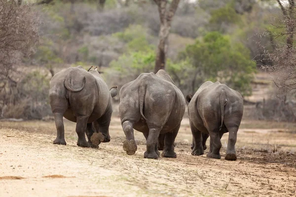 Trio Rhino dans le parc — Photo