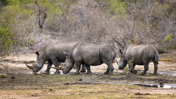 Три носороги в парку — стокове фото