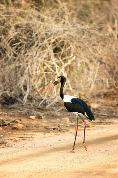 Saddle-billed stork — Stock Photo, Image