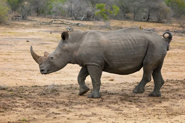 Rhinocéros adulte, vue latérale — Photo