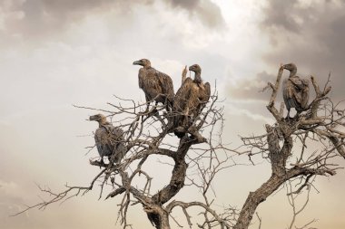 Vultures in a dead tree.  clipart