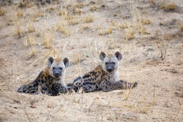 Cachorros de hiena manchados — Foto de Stock
