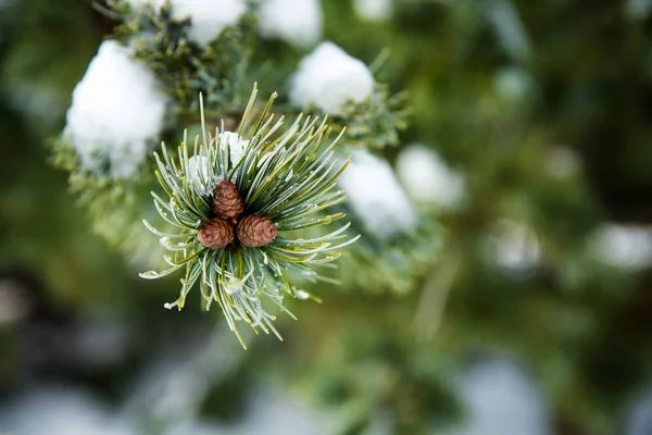 Conos de abeto en la nieve —  Fotos de Stock