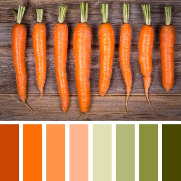 Морква колірна палітра — стокове фото