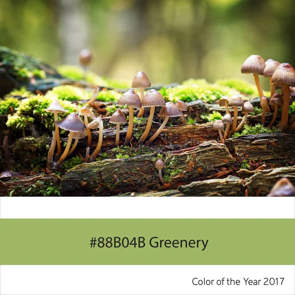 Πράσινο χρώμα της χρονιάς - μύκητες του δάσους — Φωτογραφία Αρχείου