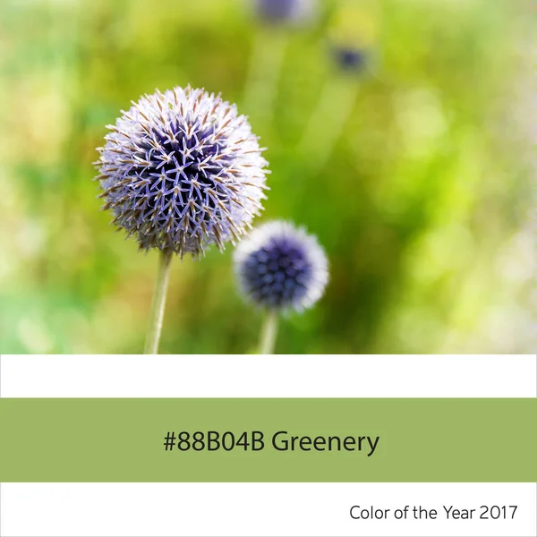Grüne Farbe des Jahres - Alliumblüten — Stockfoto