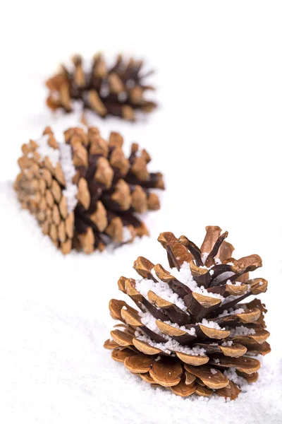 Trio de cones de abeto na neve — Fotografia de Stock