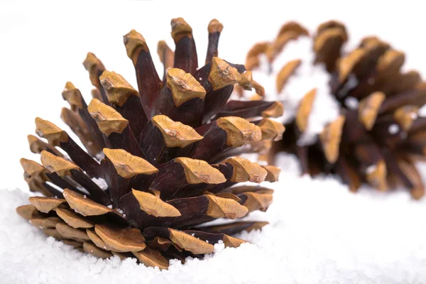 Two fir cones in the snow — Stock Photo, Image