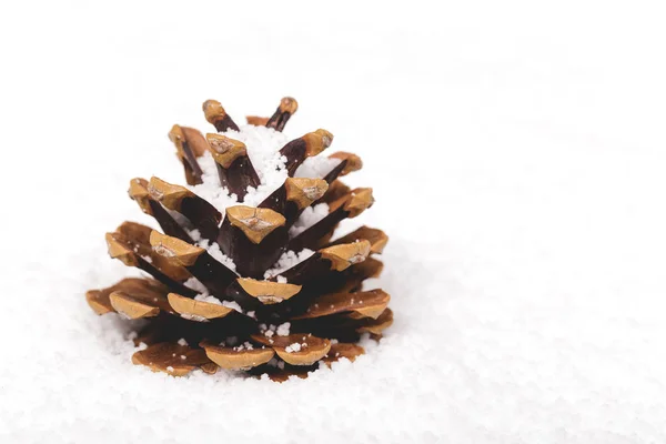 雪の中でモミの実 — ストック写真