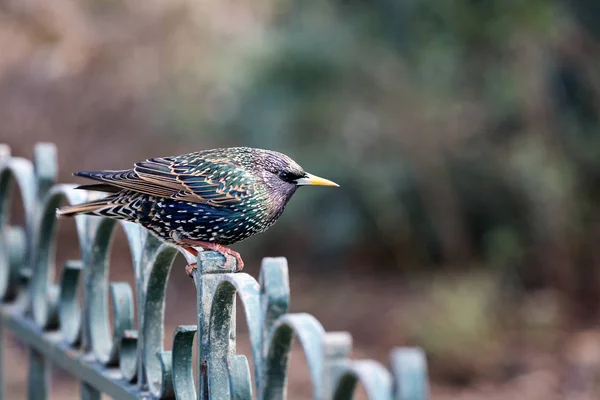 Çocuk erkek starling tünemiş — Stok fotoğraf