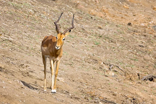 Impala masculino no Parque Nacional Kruger — Fotografia de Stock