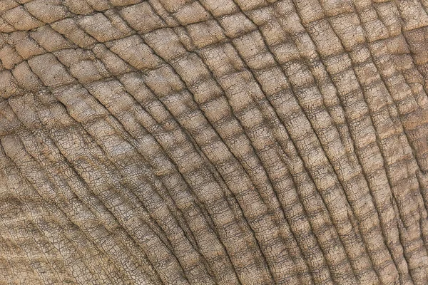 Elephnat skin construction detail — Stock Photo, Image