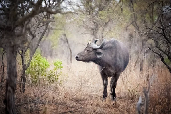 Cape buffalo na Polanie — Zdjęcie stockowe