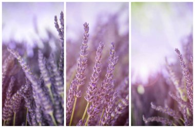 Lavender in sunshine triptych clipart