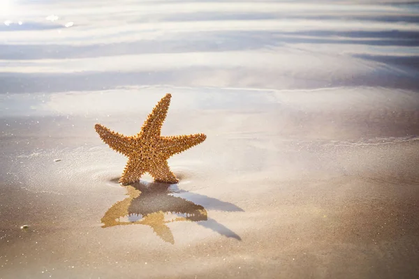 Starfish na praia de areia dourada — Fotografia de Stock