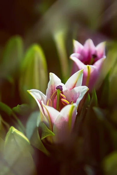 Orientalische Lilien im Sonnenlicht — Stockfoto