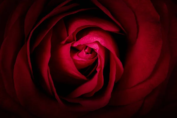 Deep red rose — Stock Photo, Image