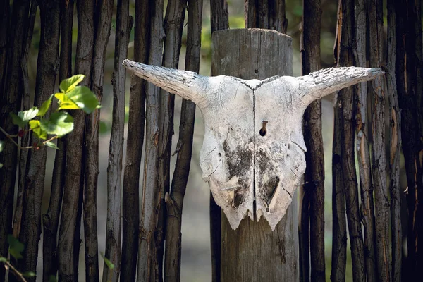 Animal skull on fence — Stock Photo, Image