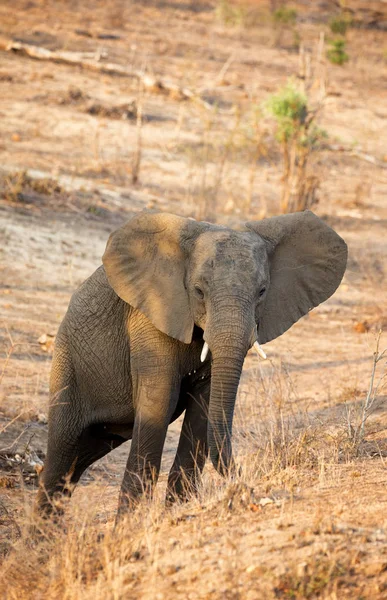 Genç Afrika fili — Stok fotoğraf