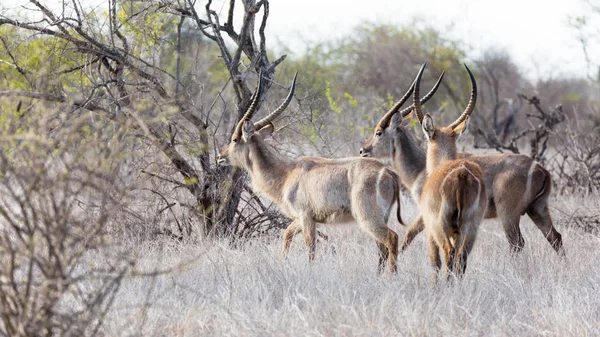 Drei Wasserböcke im Kruger Nationalpark — Stockfoto
